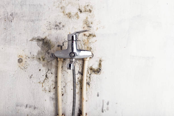 Best Commercial Mold Removal  in Titusville, PA
