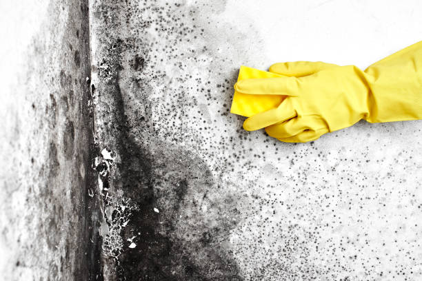 Certified Mold Removal in Titusville, PA