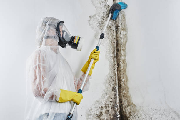 Best Emergency Mold Removal  in Titusville, PA