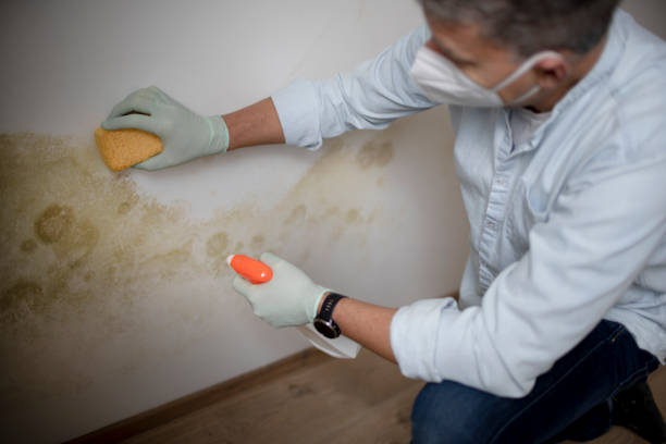 Best Mold Cleaning Services  in Titusville, PA