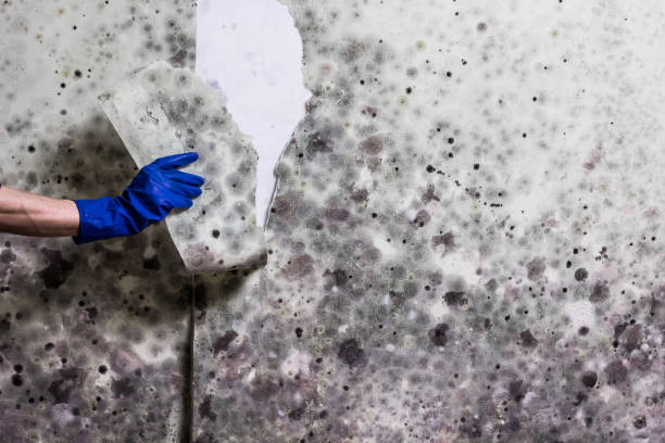 Best Professional Mold Removal  in Titusville, PA