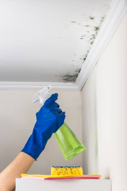 Best Home Mold Removal  in Titusville, PA
