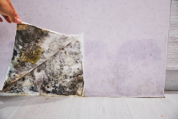 Mold Removal Process in Titusville, PA
